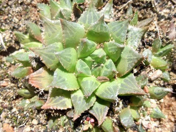 Haworthia mirabilis var. calcarea 